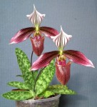 Paphiopedilum purpuratum.jpg