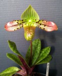 Paphiopedilum venustum.jpg