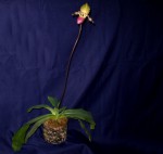 Paphiopedilum (glaucophyllum var.) moquetteanum.jpg