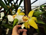 Miltasia Aztek x Miltonia Castenea.jpg