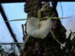 Brassavola nodosa.jpg