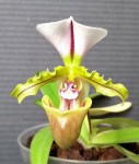 Paphiopedilum spicerianum.jpg