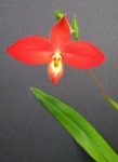 Phragmipedium besseae.jpg