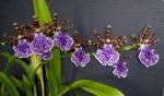 Zygopetalum mackayi.jpg