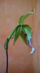 Paphiopedilum javanicum 021.jpg