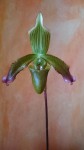 Paphiopedilum javanicum 004.jpg