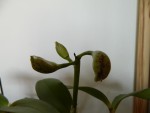DSCN3144.jpg