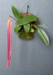 Bulbophyllum plumatum.jpg