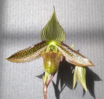 Paphiopedilum wardii.jpg