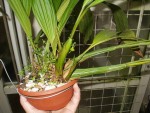 Coelogyne dayana.jpg