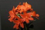 IMG_0235   Blc. Gold -Min Orange.jpg