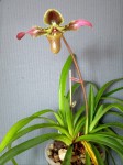 Paphiopedilum hirsutissimum_1.jpg