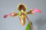 Paphiopedilum hirsutissimum_2.jpg