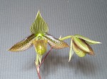 Paphiopedilum wardii 1.jpg