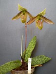 Paphiopedilum wardii 2.jpg