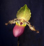 Paphiopedilum (glaucophyllum var.) moquetteanum--.jpg