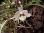 Holcoglossum flavescens.jpg