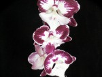 Phal.Cascade x Miltonia TINKERBELLS KIZZ 1.jpg