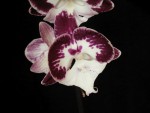 Phal.Cascade x Miltonia TINKERBELLS KIZZ 1_květ.jpg