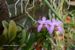 166 Laelia caulescens.jpg