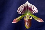 Paph.lawrenceanu.jpg