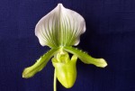 Paph.lawrenceanum var.hyeanum..jpg