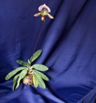 Paph.lawrenceanu..jpg