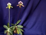 Paph.lawrenceanum var.hyeanum.jpg