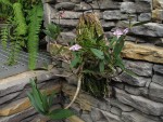 Dendrobium kingianum.jpg