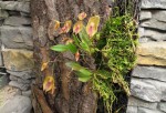 Lepanthes escobariana.jpg