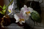 248 Phal. 2020.jpg