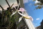 Brassocattleya Pernosa.jpg