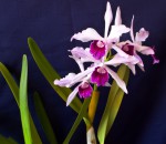 Laelia purpurata var. striata-.jpg