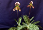 Paph.callosum var.thailandense.jpg