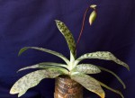 Paphiopedilum curtisii.jpg