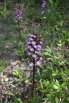 Orchis purpurea_b.jpg