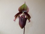 Paphiopedilum superbiens.jpg