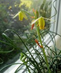 Albuca spiralis.jpg