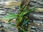 Coelogyne corymbosa.jpg