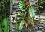 Bulbophyllum bicolor.jpg