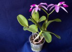 Cattleya violacea.jpg
