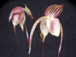 Paph. stonei x anitum.jpg