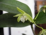 Kopie - Dendrobium adae (7).JPG