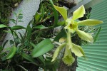 Cattleya forbesii x Rhyncholaelia digbyana fimbripetala.jpg