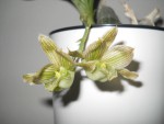 Clowesia dodsoniana 2020 (1).JPG