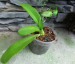 Paph.dianthum.jpg