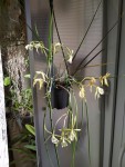 Brassavola perinii 01.jpg