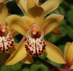 Cymbidium_e_resize.jpg