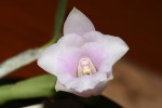 IMG_0092 Laelia alaorii.jpg