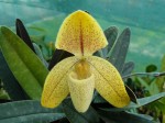 Paph. concolor2.JPG